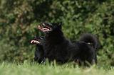 SCHIPPERKE 721